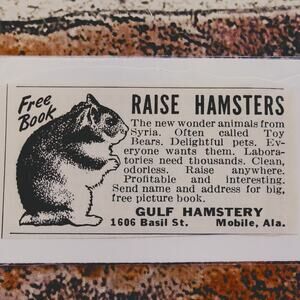 1950 Gulf Hamstery "Raise Hamsters" New Wonder‎ Animal PRINT AD Small ephemera
